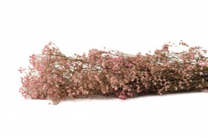 Gypsophile stabilisé│vente aux pros│Grossiste en végétaux stabilisés