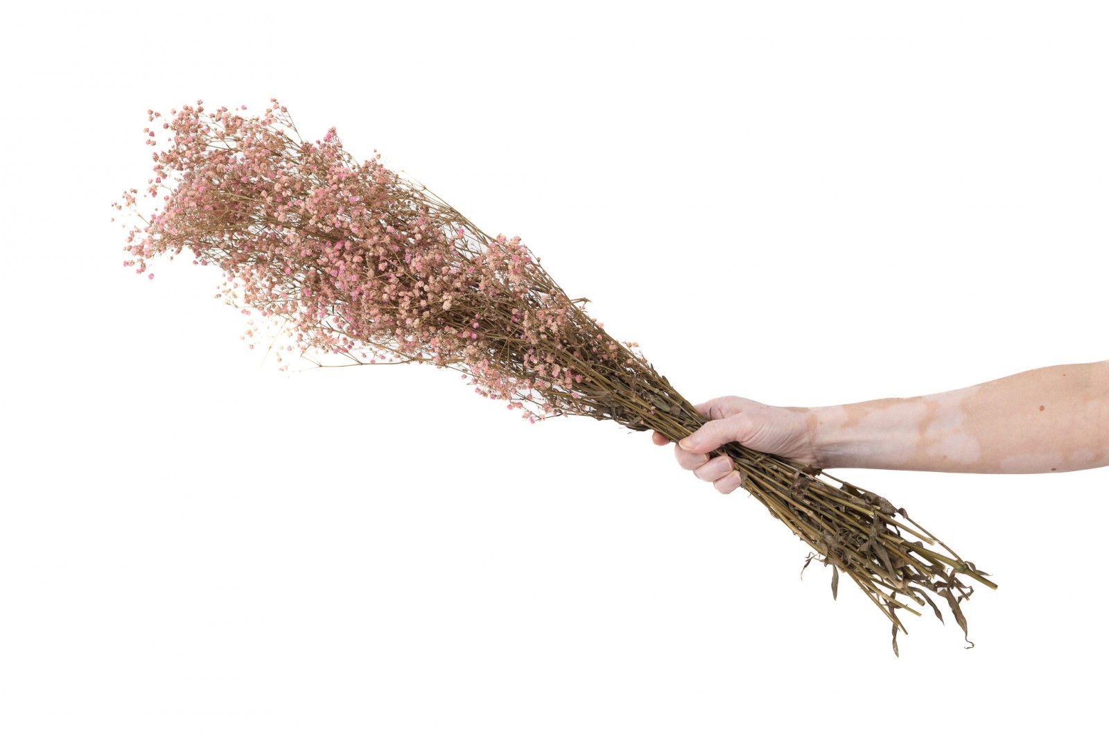 Gypsophile stabilisé│vente aux pros│Grossiste en végétaux stabilisés