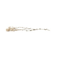 Gypsophile stabilisé│vente aux pros│Grossiste en végétaux stabilisés
