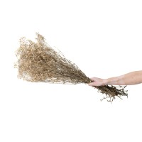Gypsophile stabilisé│vente aux pros│Grossiste en végétaux stabilisés