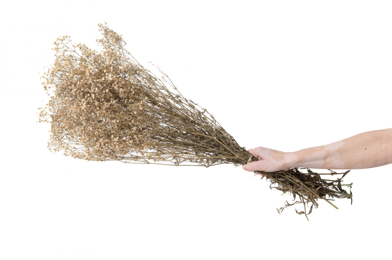 Gypsophile stabilisé│vente aux pros│Grossiste en végétaux stabilisés