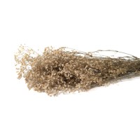 Gypsophile stabilisé│vente aux pros│Grossiste en végétaux stabilisés