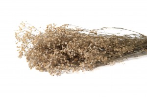 Gypsophile stabilisé│vente aux pros│Grossiste en végétaux stabilisés