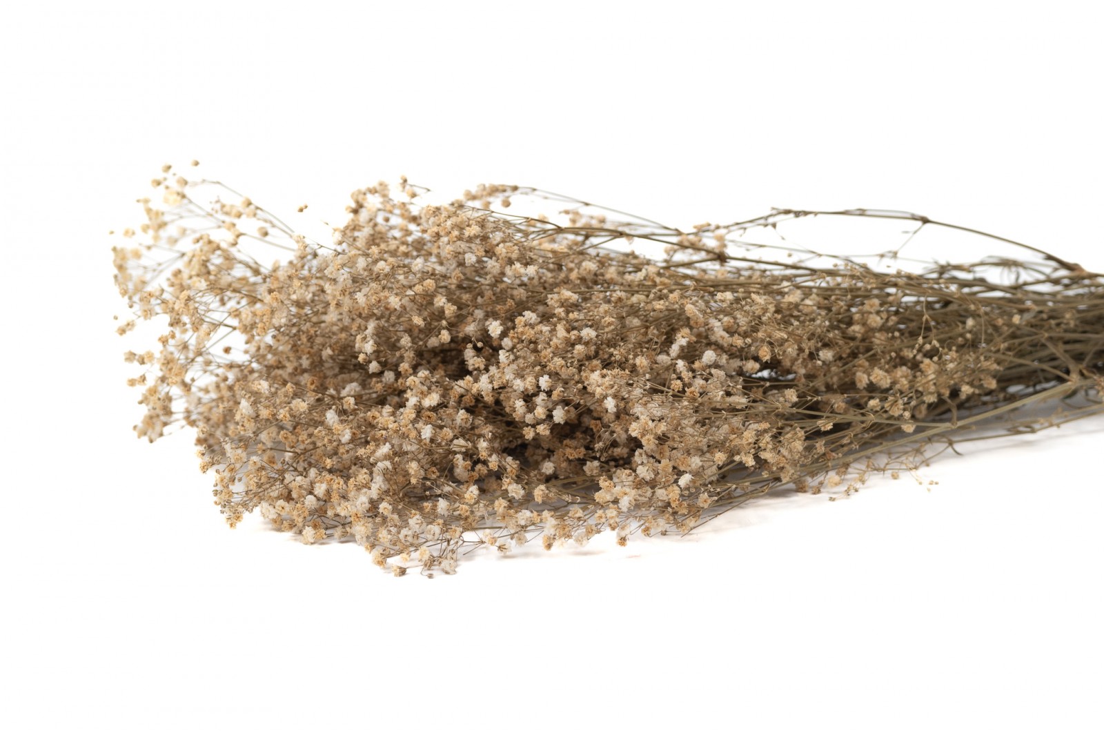 Gypsophile stabilisé│vente aux pros│Grossiste en végétaux stabilisés