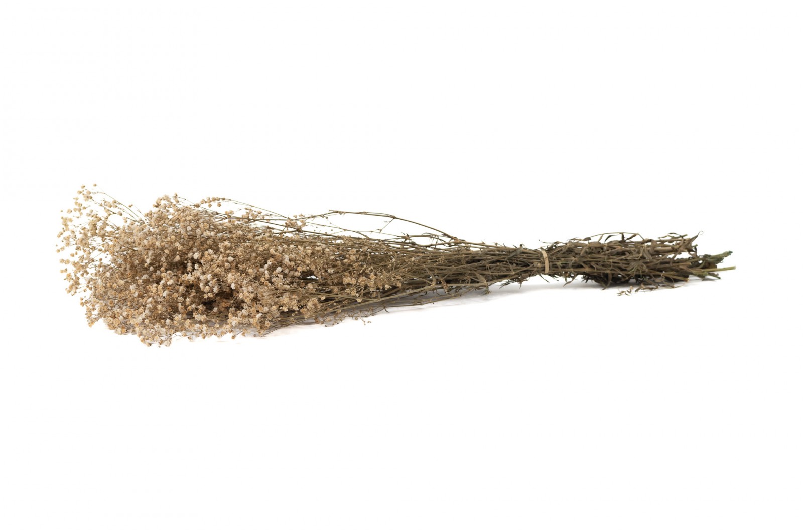 Gypsophile stabilisé│vente aux pros│Grossiste en végétaux stabilisés