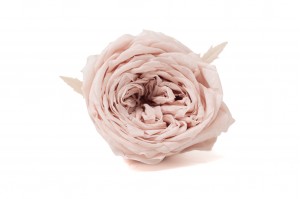 Rose Anglaise stabilisée│vente aux pros│Grossiste en végétaux stabilisées