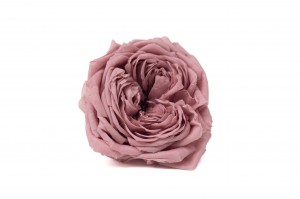 Rose Anglaise stabilisée│vente aux pros│Grossiste en végétaux stabilisées