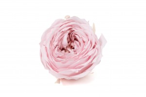 Rose Anglaise stabilisée│vente aux pros│Grossiste en végétaux stabilisées
