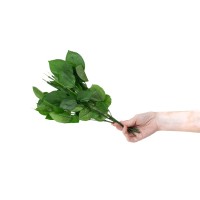 PHOCEALYS│Tiges de roses stabilisées 30cm│vente aux pros│Grossiste
