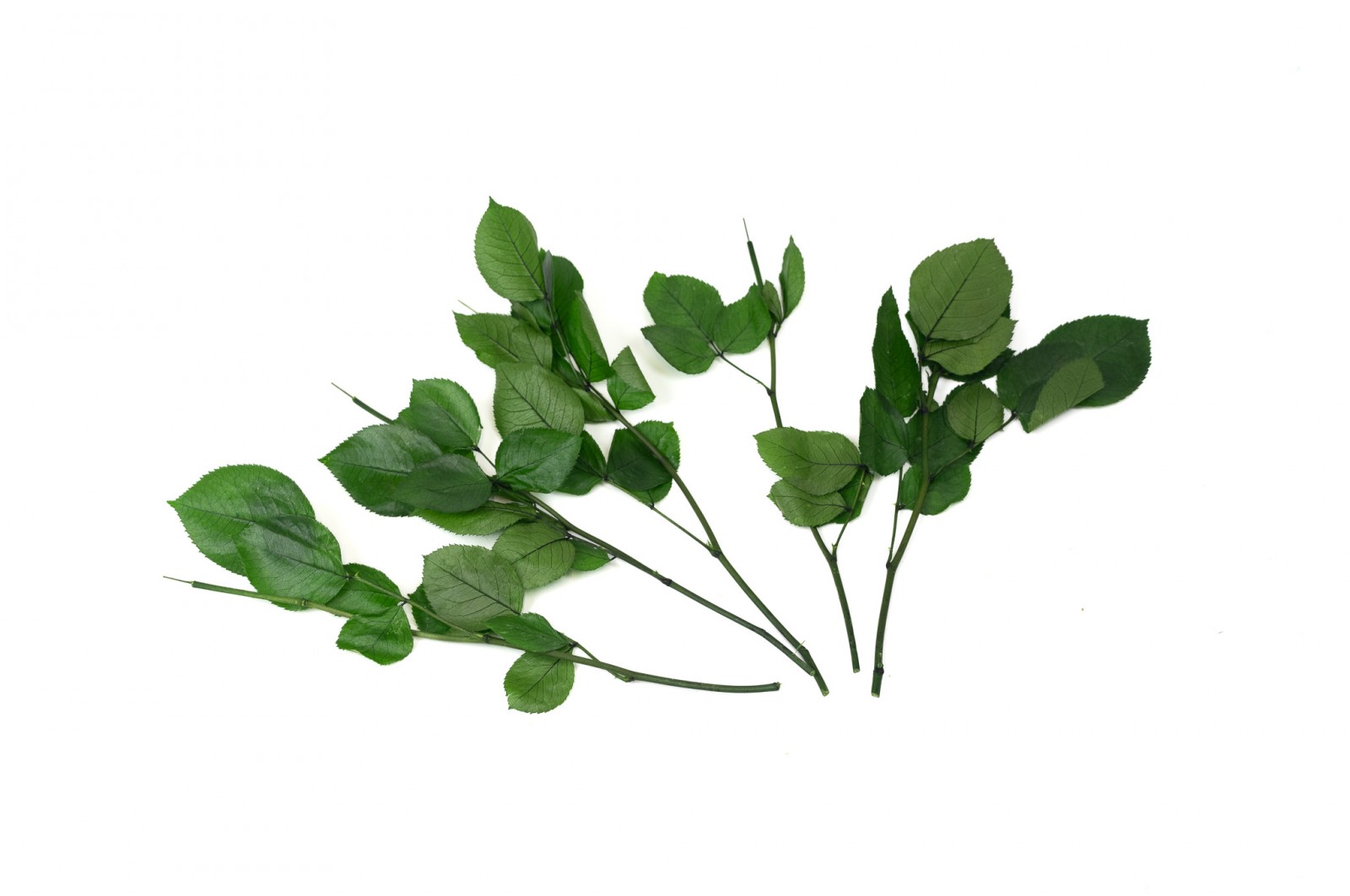 PHOCEALYS│Tiges de roses stabilisées 30cm│vente aux pros│Grossiste