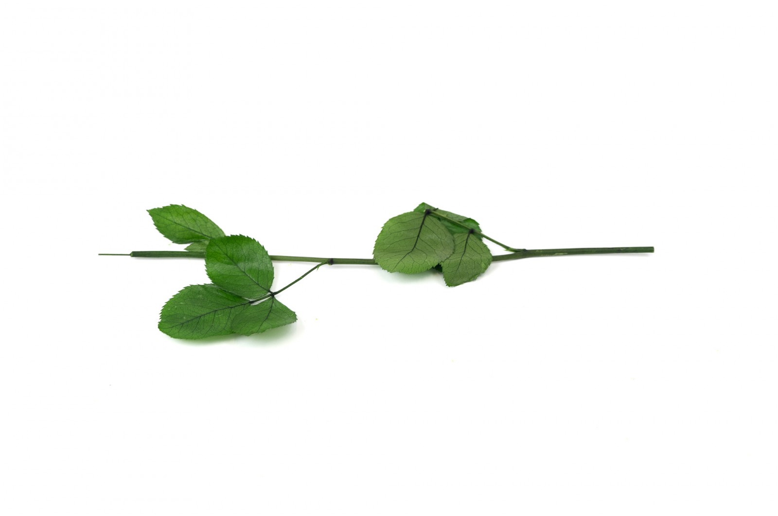 PHOCEALYS│Tiges de roses stabilisées 30cm│vente aux pros│Grossiste