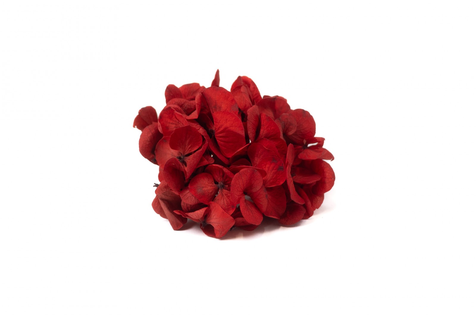 PHOCEALYS │Posy Hortensia stabilisé│vente aux pros│Grossiste