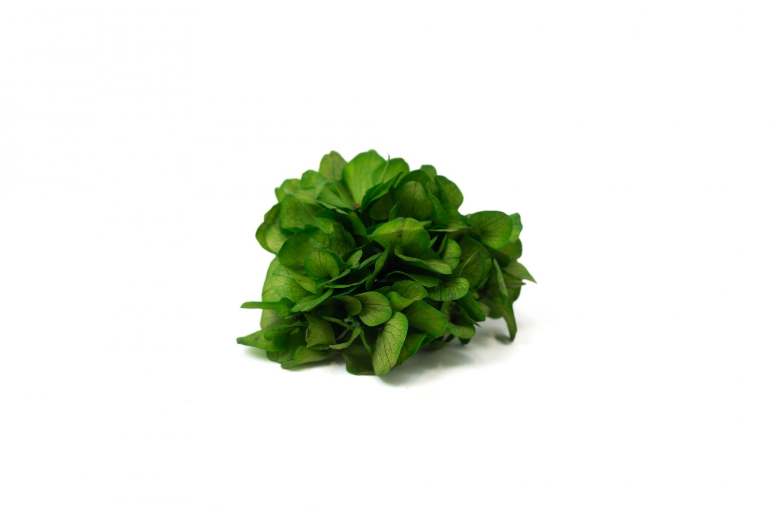 PHOCEALYS │Posy Hortensia stabilisé│vente aux pros│Grossiste
