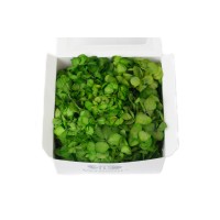PHOCEALYS │Posy Hortensia stabilisé│vente aux pros│Grossiste