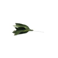 PHOCEALYS │Posy feuilles velvet stabilisés│vente aux pros│Grossiste