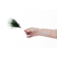 PHOCEALYS │Posy tree fern stabilisés│vente aux pros│Grossiste