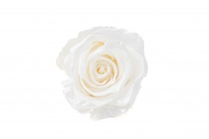 PHOCEALYS │Têtes de roses Kiara Satinées stabilisées L │vente aux pros│Grossiste