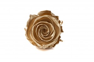 PHOCEALYS │Têtes de roses Kiara satinées stabilisées XL│vente aux pros│Grossiste
