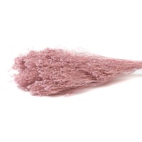 PHOCEALYS │Broom bloom sec│vente aux pros│Grossiste en fleurs séchées