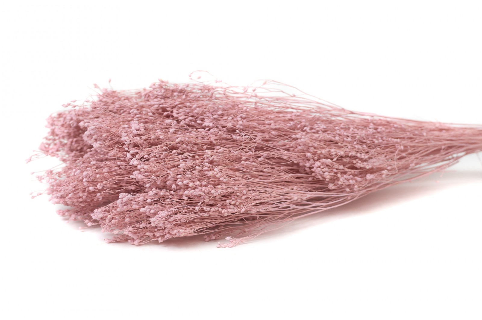 PHOCEALYS │Broom bloom sec│vente aux pros│Grossiste en fleurs séchées