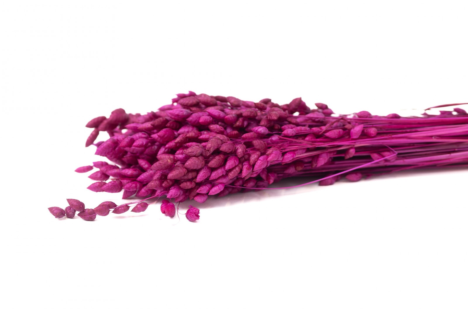 Briza maxima séchée│vente aux pros│Grossiste en fleurs séchées