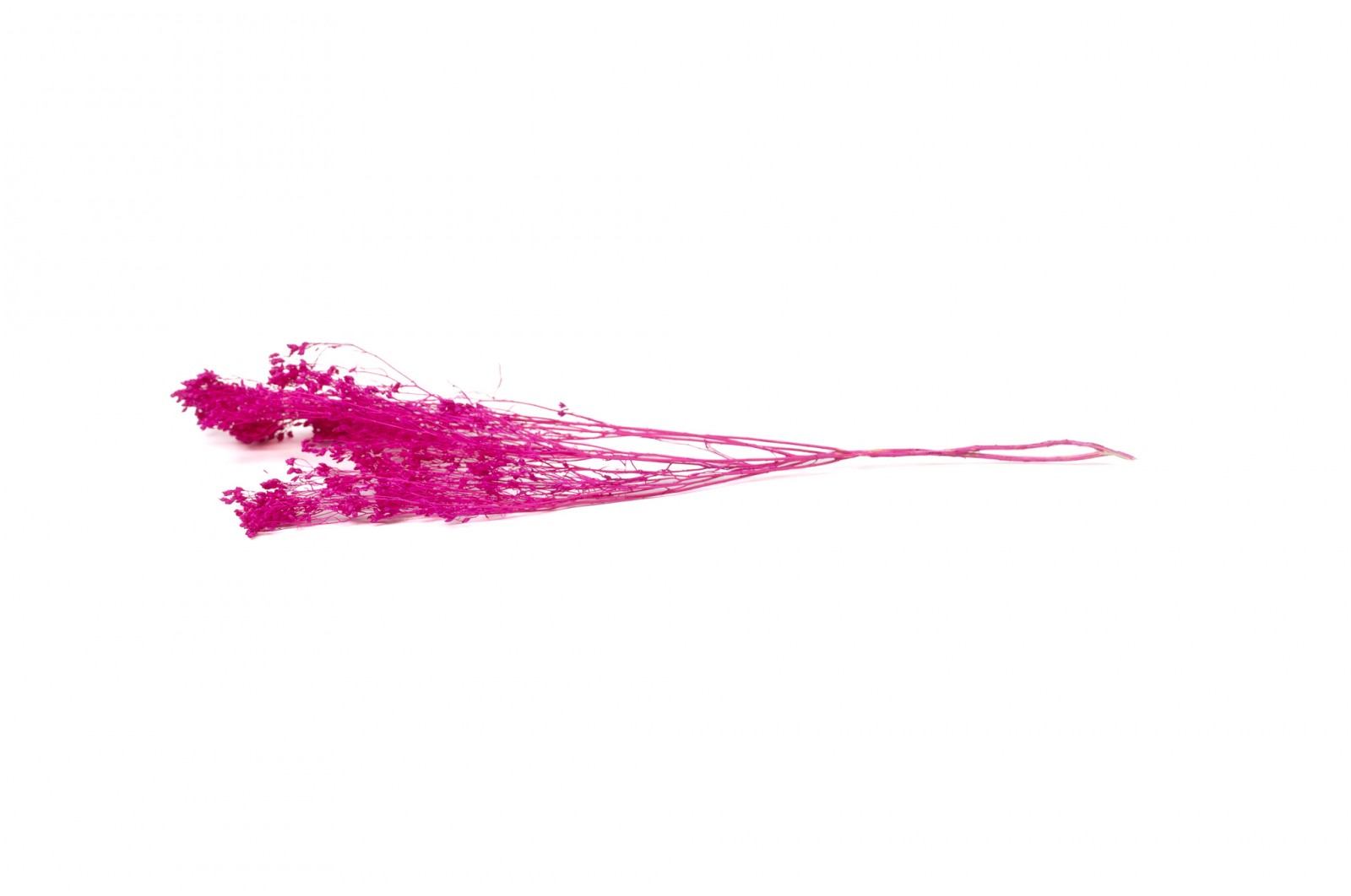 Broom bloom sec│vente aux pros│Grossiste en fleurs séchées