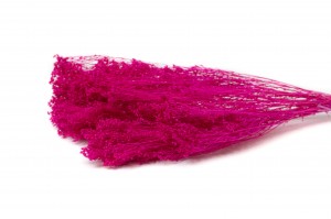 Broom bloom sec│vente aux pros│Grossiste en fleurs séchées