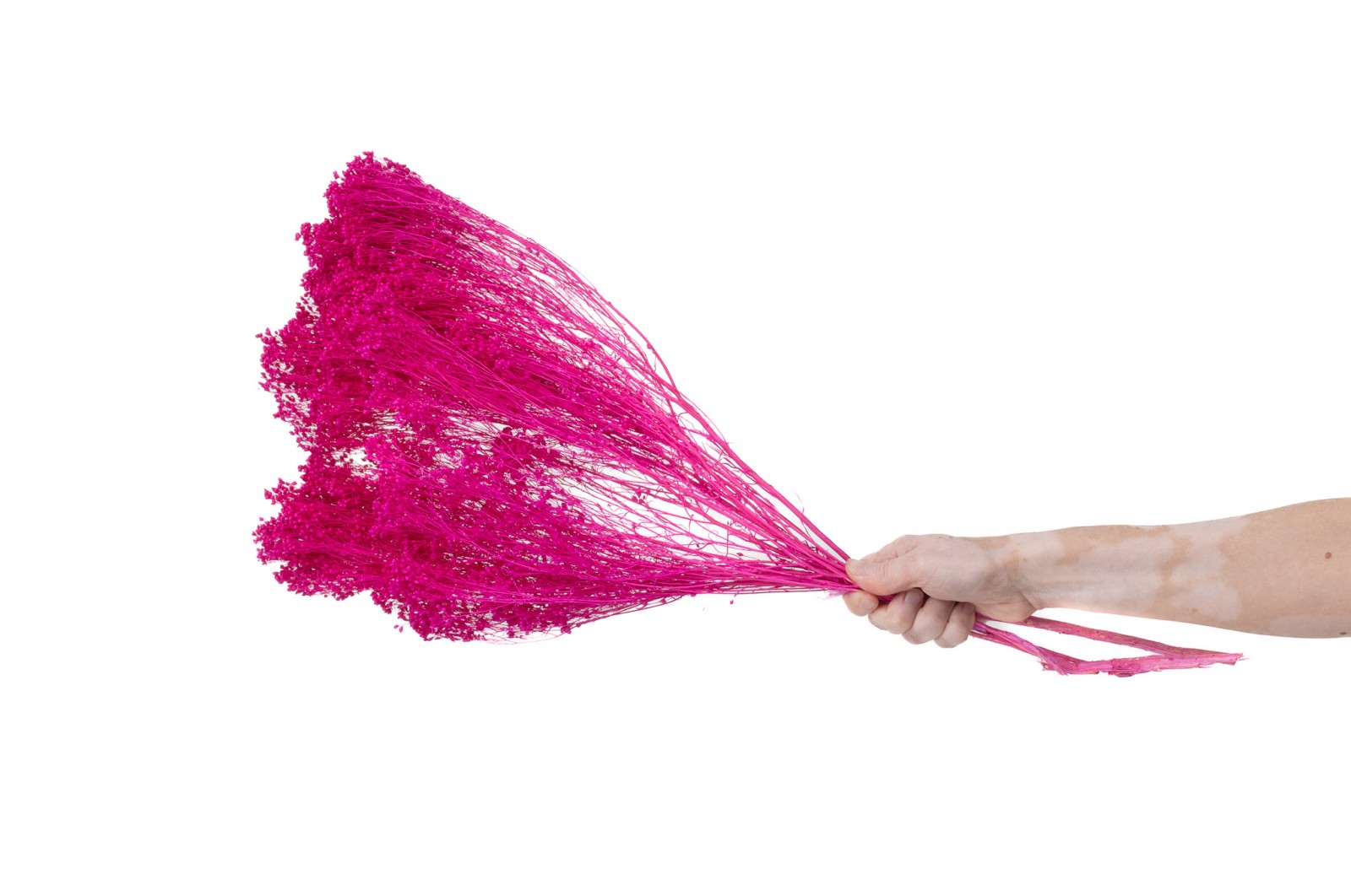 Broom bloom sec│vente aux pros│Grossiste en fleurs séchées
