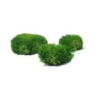 PHOCEALYS│Mousse boule stabilisée carton vrac│vente aux pros│Grossiste