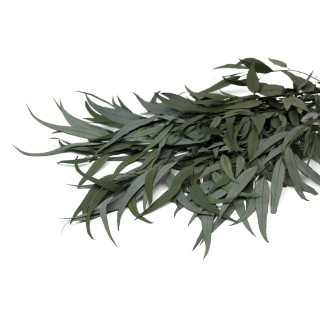 Preserved Eucalyptus willow│Sale to pros│Wholesaler of preserved plant