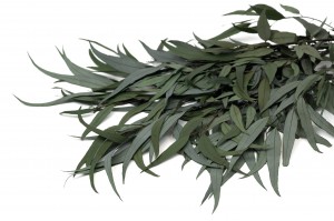 Eucalyptus willow stabilisé │vente aux pros│Grossiste