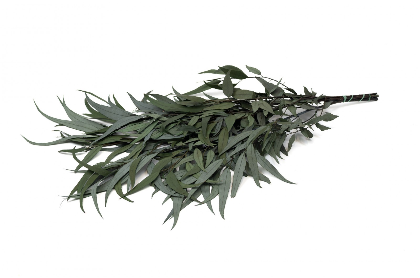 Eucalyptus willow stabilisé │vente aux pros│Grossiste