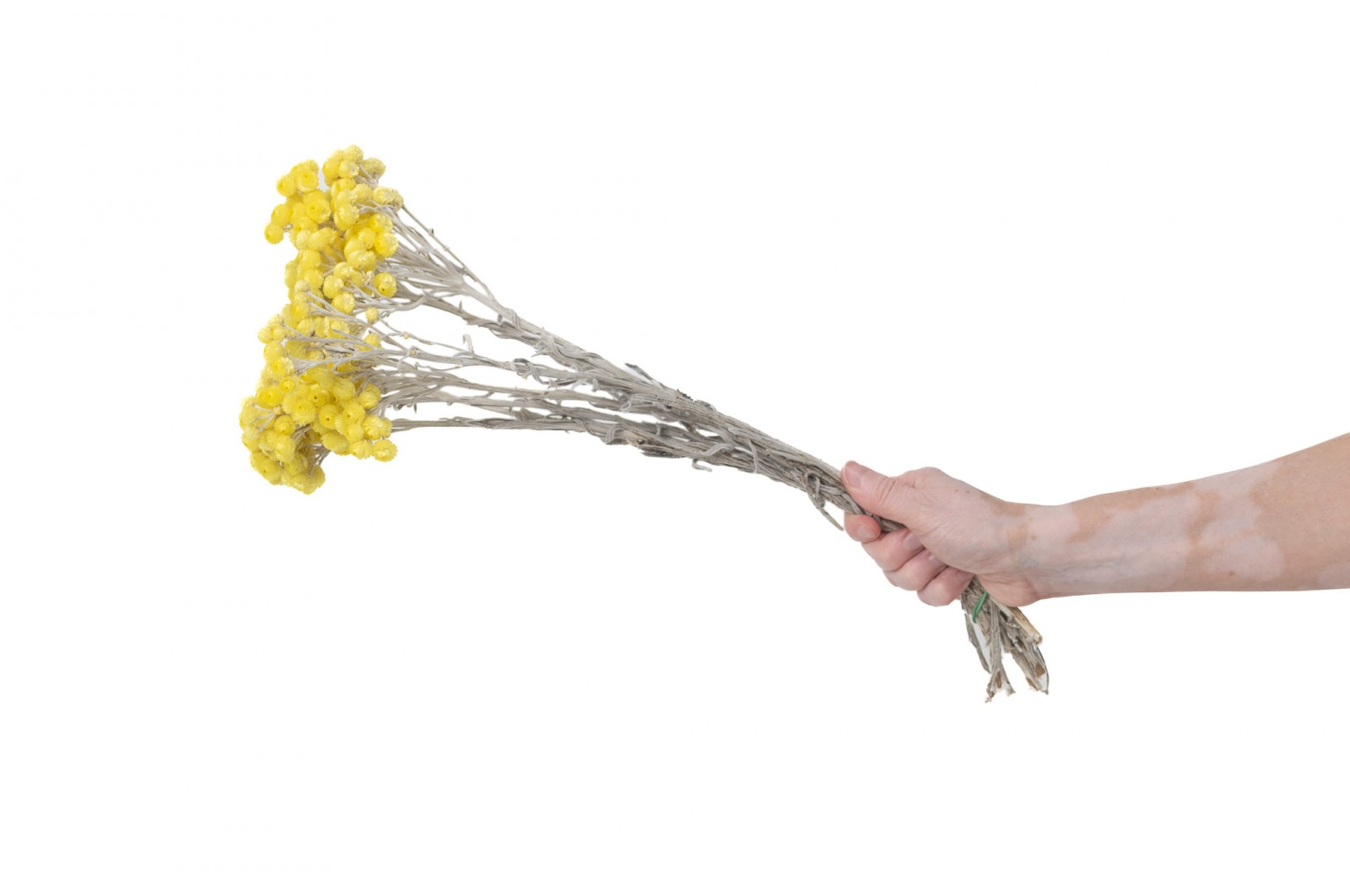 PHOCEALYS│Immortelle séchée│vente aux pros│Grossiste en fleurs séchées
