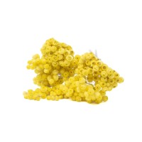 PHOCEALYS│Immortelle séchée│vente aux pros│Grossiste en fleurs séchées