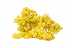 PHOCEALYS│Immortelle séchée│vente aux pros│Grossiste en fleurs séchées