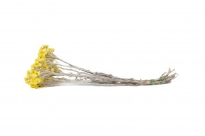 PHOCEALYS│Immortelle séchée│vente aux pros│Grossiste en fleurs séchées