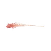 PHOCEALYS │Broom bloom sec│vente aux pros│Grossiste en fleurs séchées