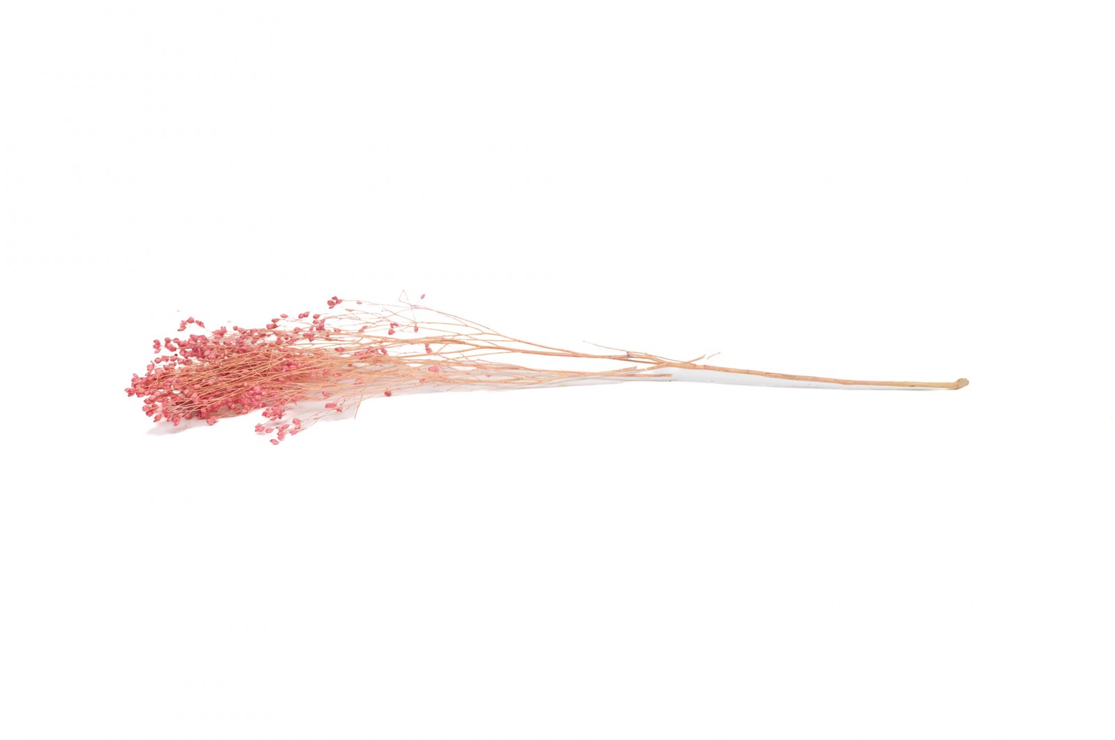 PHOCEALYS │Broom bloom sec│vente aux pros│Grossiste en fleurs séchées