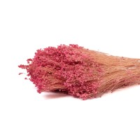 PHOCEALYS │Broom bloom sec│vente aux pros│Grossiste en fleurs séchées