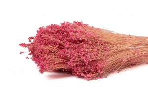 PHOCEALYS │Broom bloom sec│vente aux pros│Grossiste en fleurs séchées