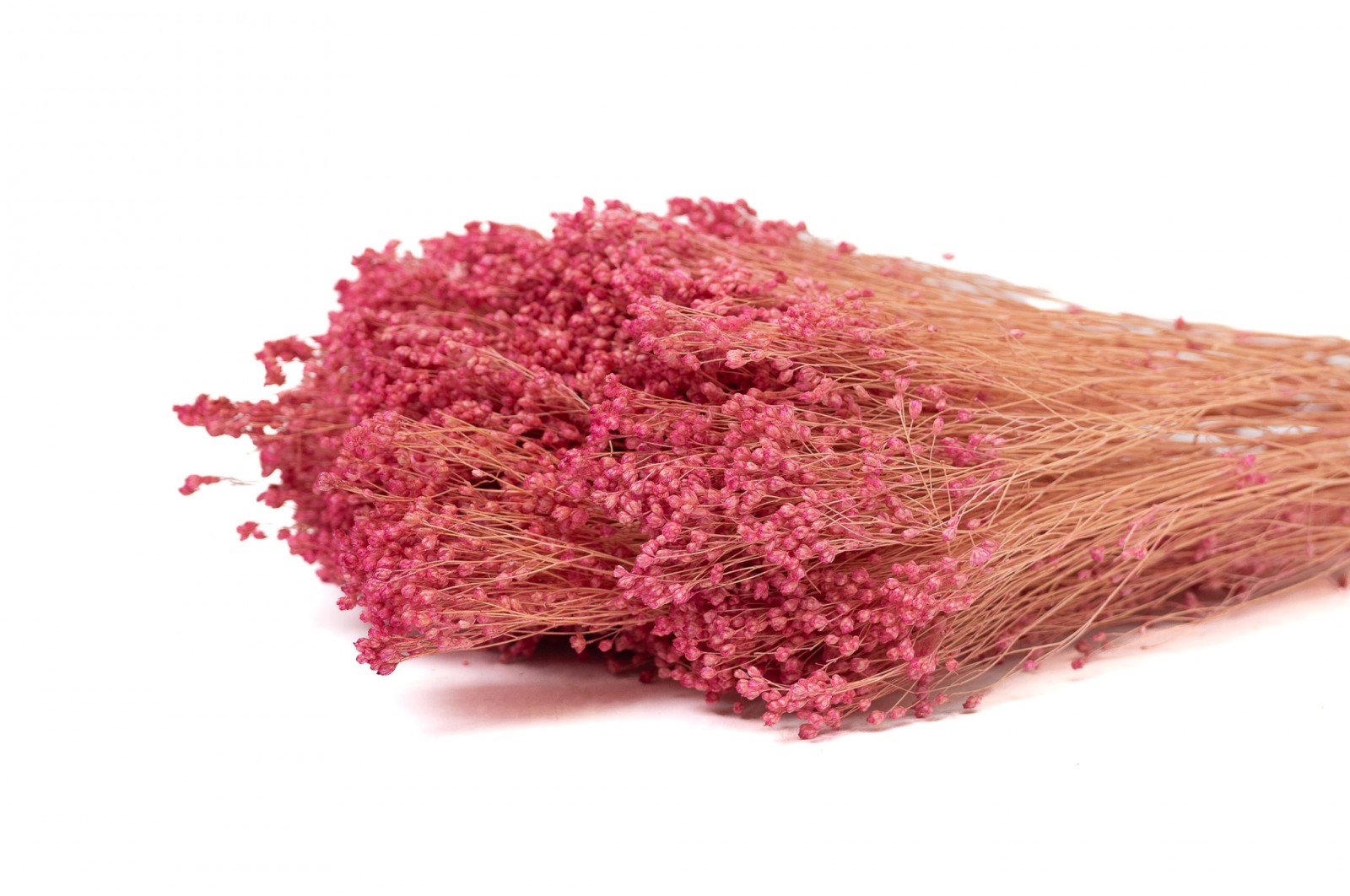 PHOCEALYS │Broom bloom sec│vente aux pros│Grossiste en fleurs séchées