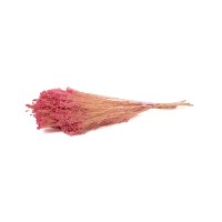 PHOCEALYS │Broom bloom sec│vente aux pros│Grossiste en fleurs séchées