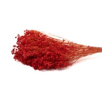 PHOCEALYS │Broom bloom sec│vente aux pros│Grossiste en fleurs séchées