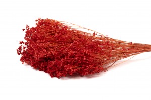 PHOCEALYS │Broom bloom sec│vente aux pros│Grossiste en fleurs séchées