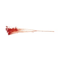 PHOCEALYS │Broom bloom sec│vente aux pros│Grossiste en fleurs séchées