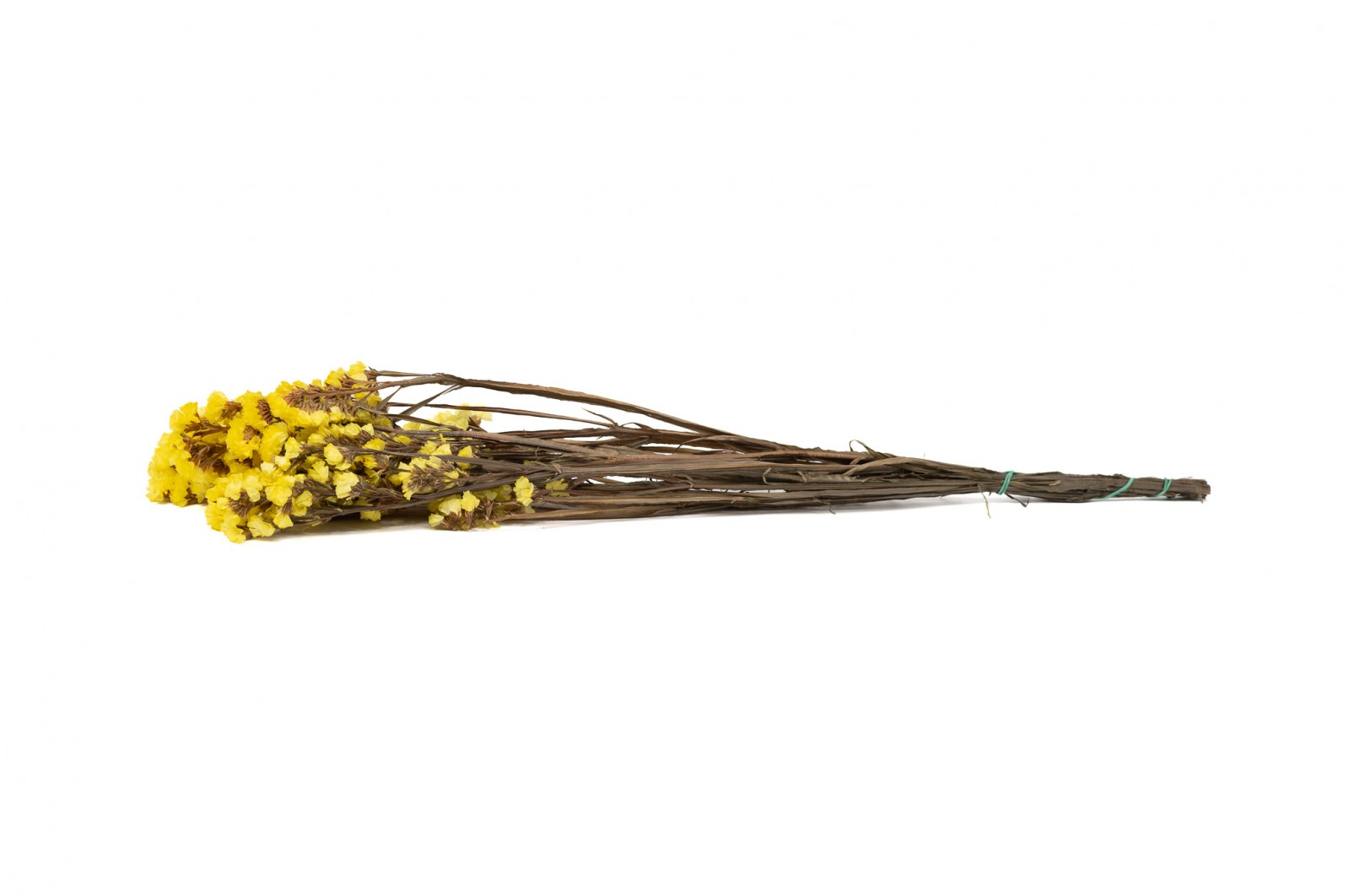 PHOCEALYS│Statice stabilisée│vente aux pros│Grossiste en fleurs séchées