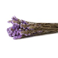 PHOCEALYS│Statice stabilisée│vente aux pros│Grossiste en fleurs séchées