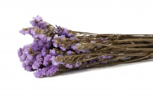 PHOCEALYS│Statice stabilisée│vente aux pros│Grossiste en fleurs séchées