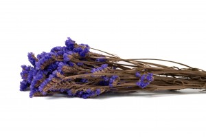 PHOCEALYS│Statice stabilisée│vente aux pros│Grossiste en fleurs séchées