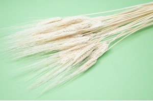 PHOCEALYS │Blé barbu sec│vente aux pros│Grossiste en fleurs séchées